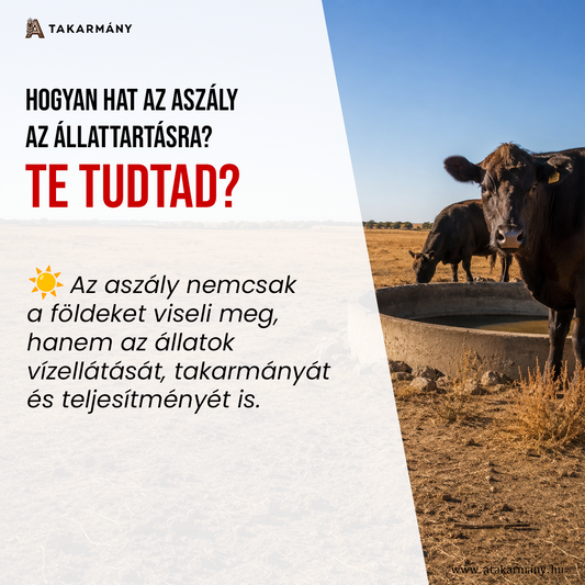 ☀️ Hogyan hat az aszály az állattartásra? - Te tudtad?