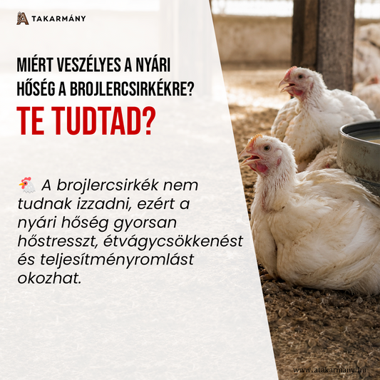 🐔 Miért veszélyes a nyári hőség a brojlercsirkékre? - Te tudtad?