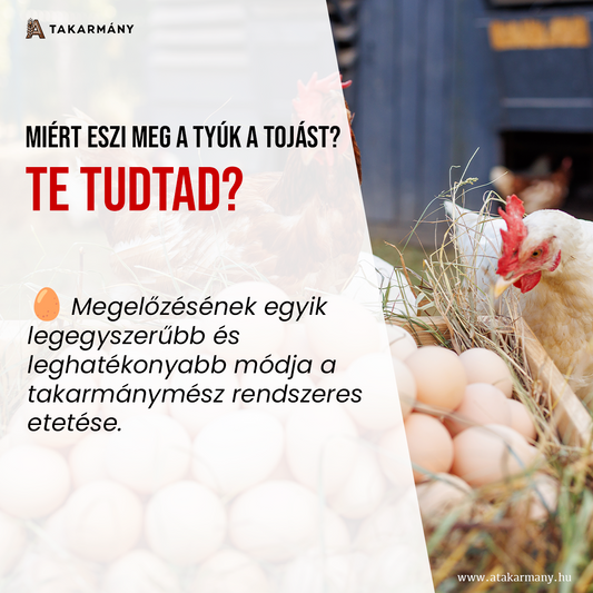 🐔 Miért eszi meg a tyúk a saját tojását? - Te tudtad!?