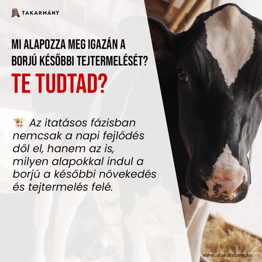 🐮 Mi alapozza meg igazán a borjú későbbi tejtermelését? - Te tudtad?