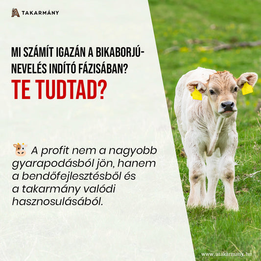 🐮 Mi számít igazán a bikaborjú nevelés indító fázisában? - Te tudtad?