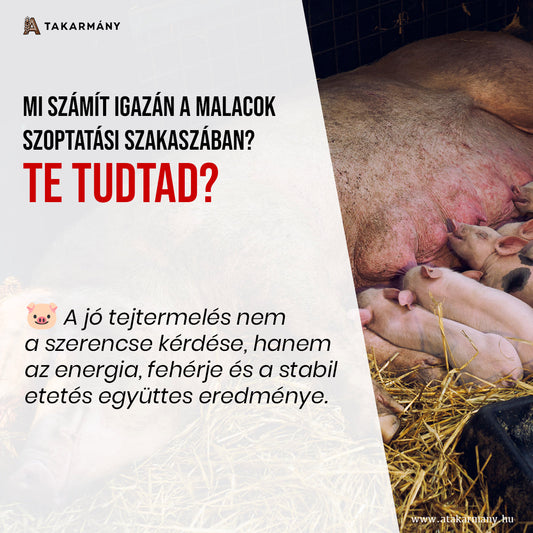 🐷 Mi számít igazán a malacok szoptatási szakaszában?