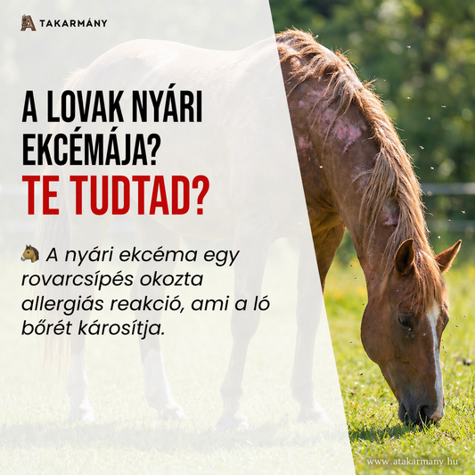 🐴 A lovak nyári ekcémája? - Te tudtad?