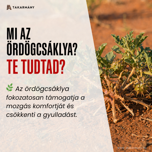 🌿 Mi az ördögcsáklya? - Te tudtad?