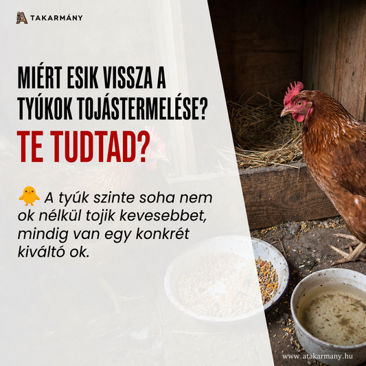 🐔 Miért esik vissza a tyúkok tojástermelése? - Te tudtad?
