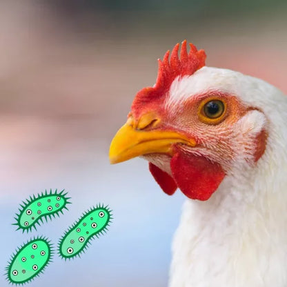 CocciLiq - Kokcidiózis elleni itatófolyadék