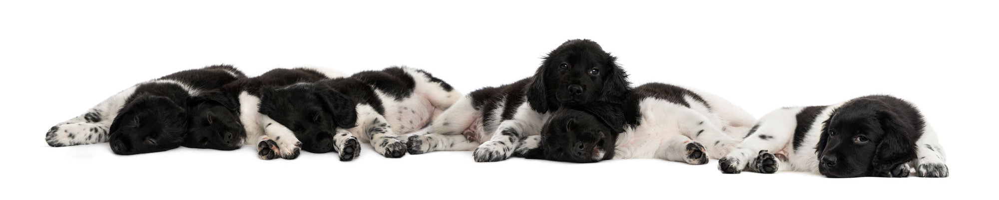 Fiatal kutyák fekszenek egymás mellett